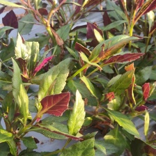 淄博乐田农业有限公司