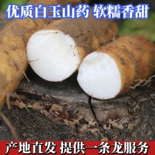 陕西白玉山药大量上市产地一手货源 现挖现发 看货定价！