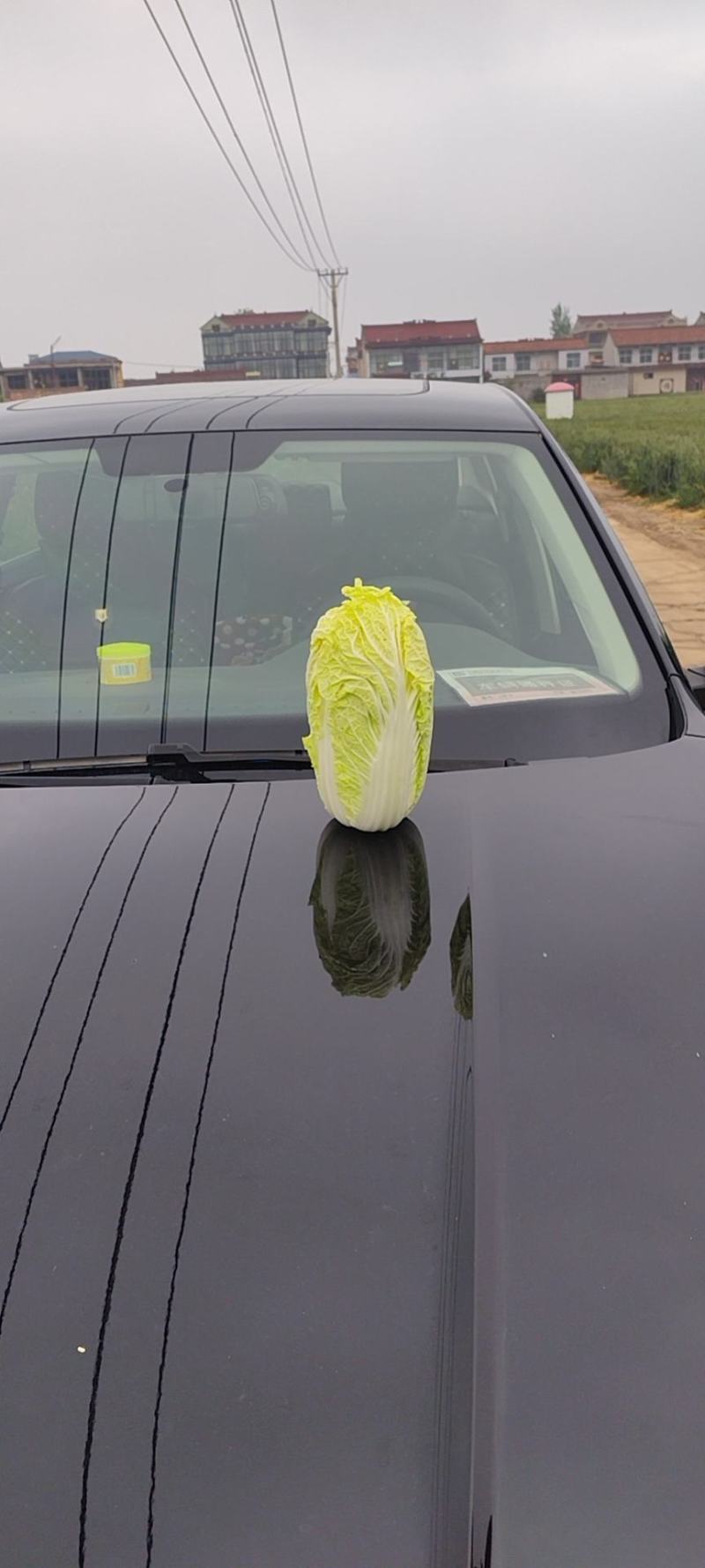 河南娃娃菜大量上市，产地直发自己种植可视频看货欢迎