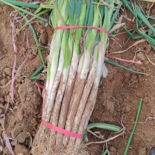 长白<font color=red>大葱</font>