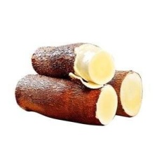 黄心木薯***********