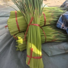 精品大量蒜薹现货