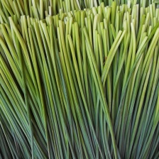 万亩韭苔基地  产地直发对接各大市场可打冷发车
