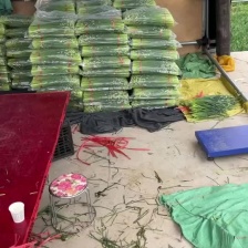 万亩韭苔基地  产地直发对接各大市场可打冷发车