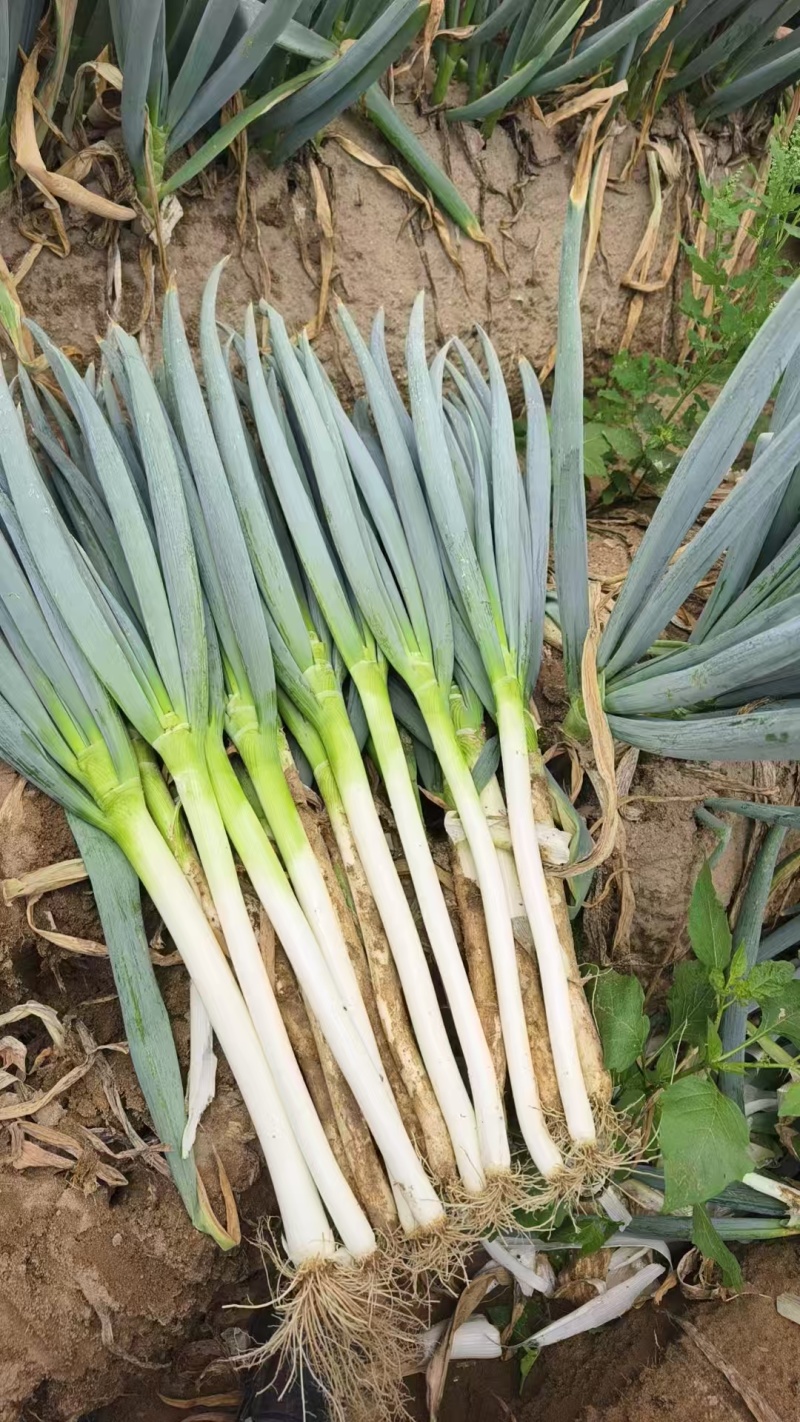 全国产地直发铁杆大葱毛葱量大从优 价格美丽欢迎来电