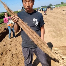 白玉山药 3~4厘米 一级 通货 ，日本白山药