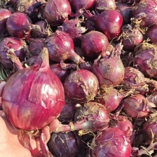 山东洋葱金乡紫皮洋葱 大量供应代发全国市场代购代销诚信经营