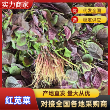 精品苋菜 红笕菜 大量供应 可视频看货欢迎来电采购