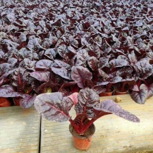 [推荐]江苏徐州 红甜菜基地红甜菜 甜菜头 甜菜根加工厂