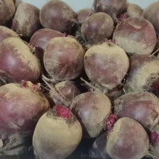 [推荐]江苏徐州 红甜菜基地红甜菜 甜菜头 甜菜根加工厂