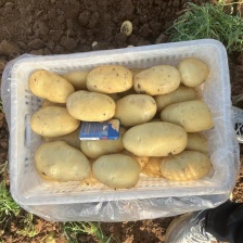 冷库荷兰十五<font color=red>土豆</font>