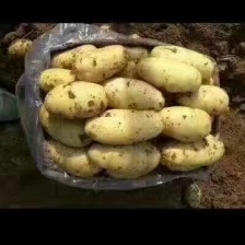 冷库荷兰十五土豆