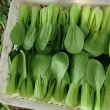 精品矮脚青小黑菜  1500亩种植基地  预冷发货