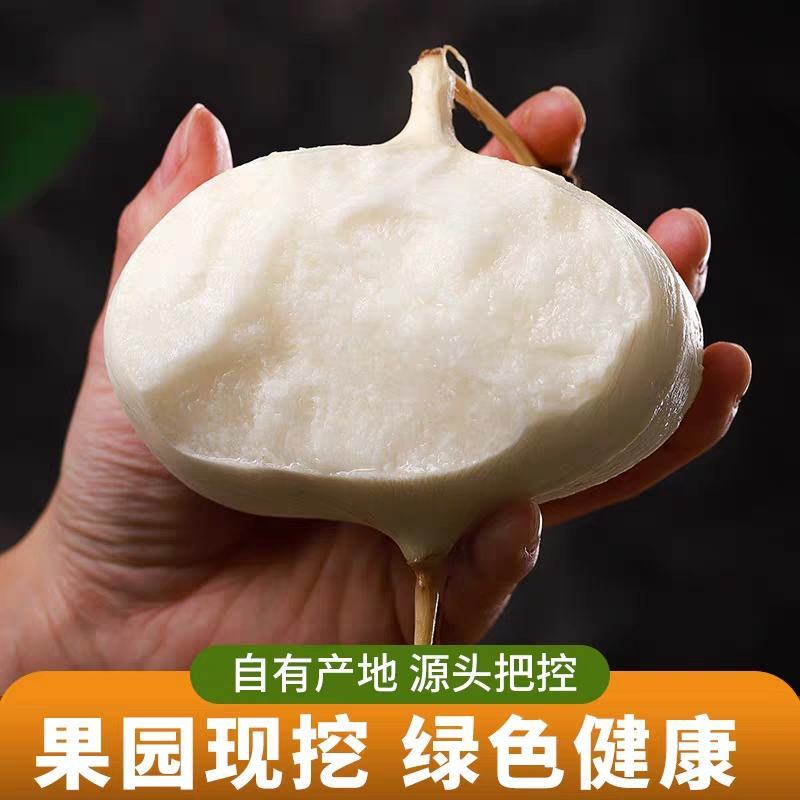 凉薯地瓜豆薯 产地一手货源，保质保量 量大从优 欢迎订购