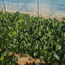菠菜，大叶菠菜