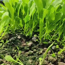 上海市青浦区白鹤镇、弘阳农业公司