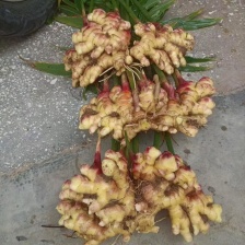 山东优质大黄姜 现挖带泥/水洗/风干