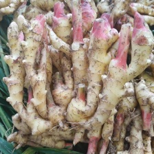 山东优质大黄姜 现挖带泥/水洗/风干/窖藏 按需加工