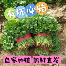 高品质香菜，铁杆青香菜 山东禹城基地 规格齐全货源稳定