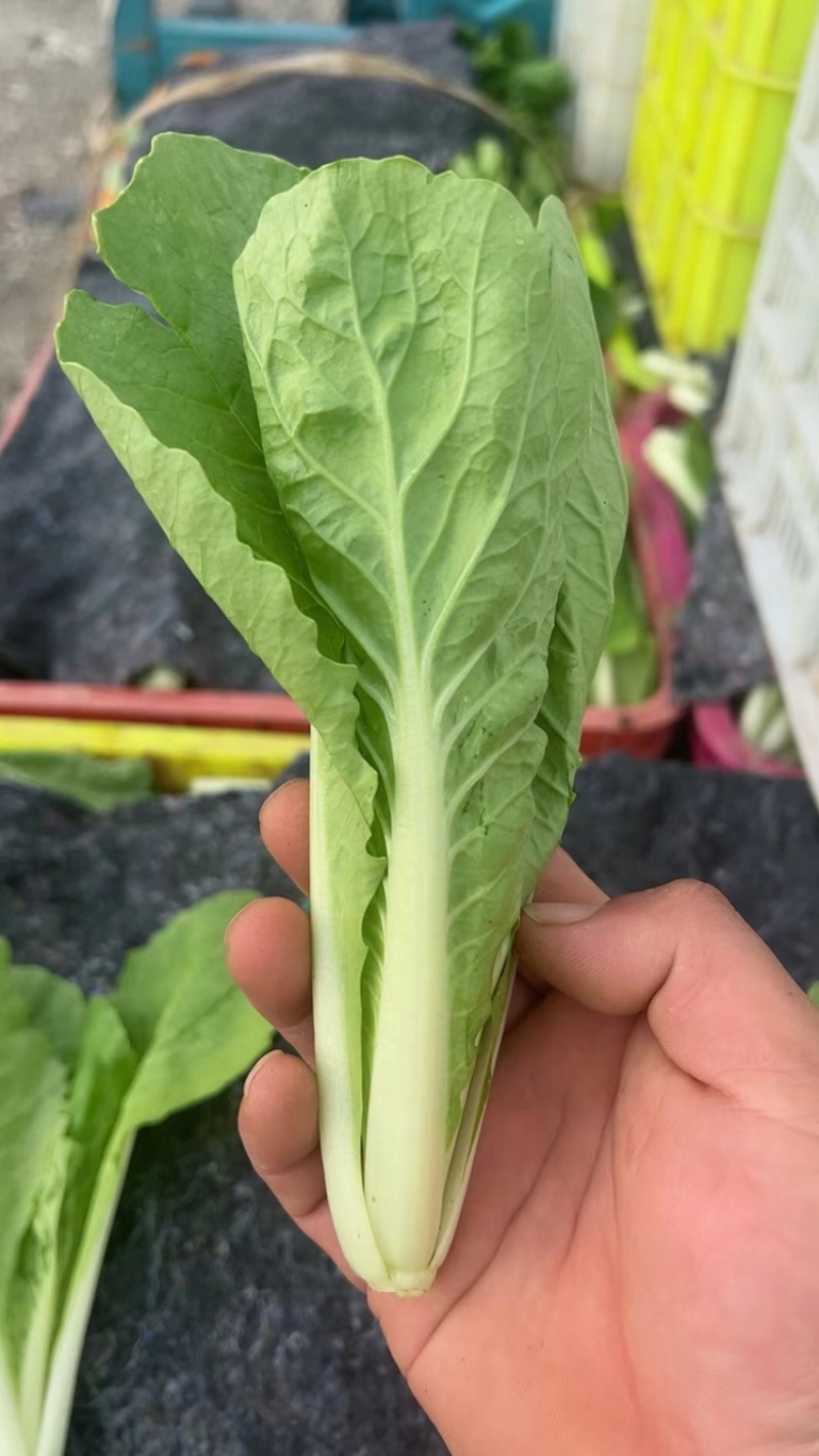 精品 奶白菜 小颗奶白菜 长期供应 货源充足 价格美丽