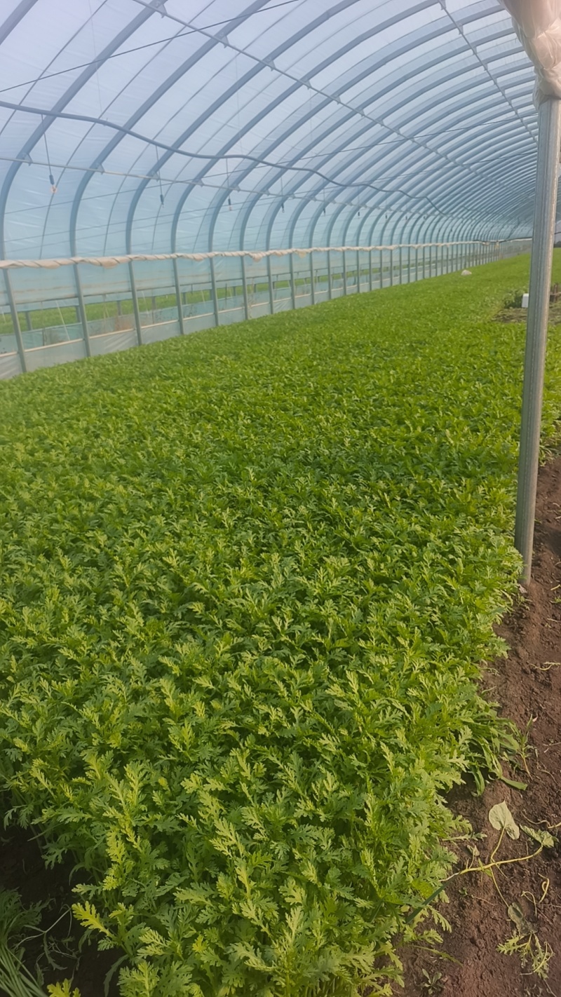 东北吉林精品茼蒿大量供应全国，欢迎前来订购