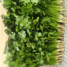 大棚<font color=red>香菜</font>须要的联系可代收代发