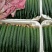 黄瓜短条中条细条绿油亮黑油亮 干花带刺鲜花带刺