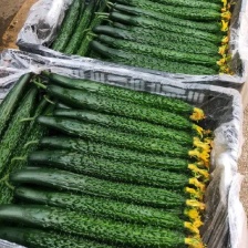 黄瓜短条中条细条绿油亮黑油亮 干花带刺鲜花带刺