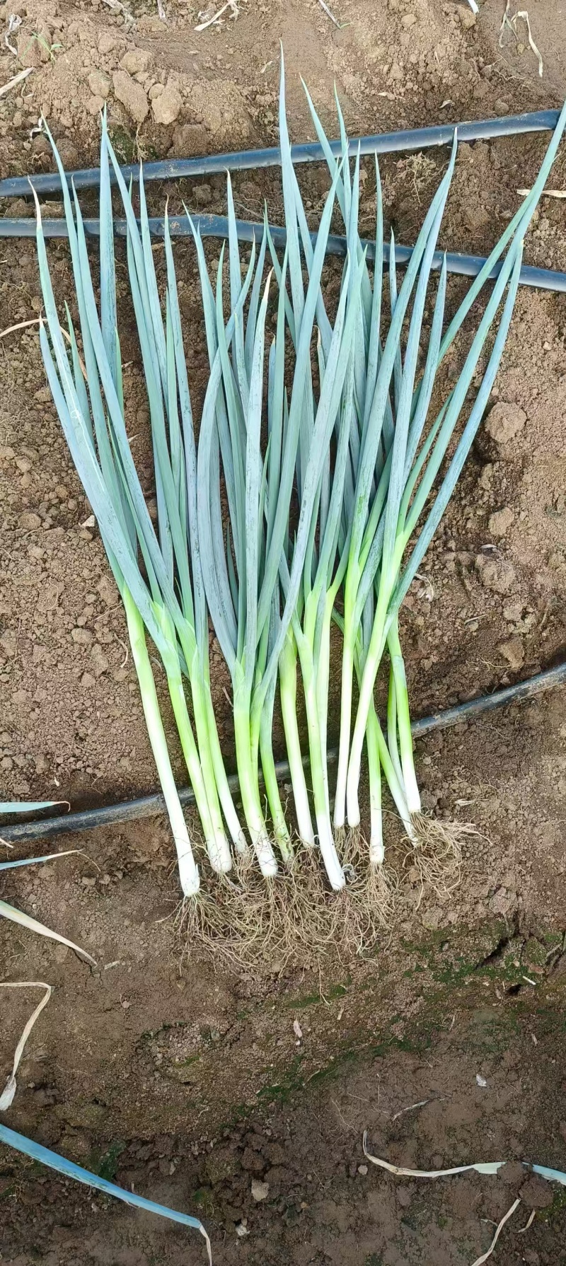 优选山东小葱 小钢葱 全年有货全国发货 供应电商市场