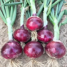 甘肃洋葱丨精品黄皮洋葱丨产地大量供货丨可发全国 欢迎来电