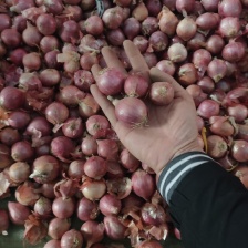 甘肃洋葱丨精品黄皮洋葱丨产地大量供货丨可发全国 欢迎来电