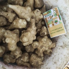 白洋姜，菊芋头，鬼子姜，洋山药！河北基地直通车！