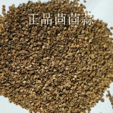 小茴香河北邢台茴香割拔都 行25-30cm茴香大量供应