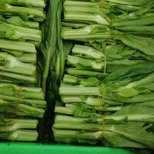精品菜苔，油菜苔，青油菜苔大量上市中，货源充足，品质保证