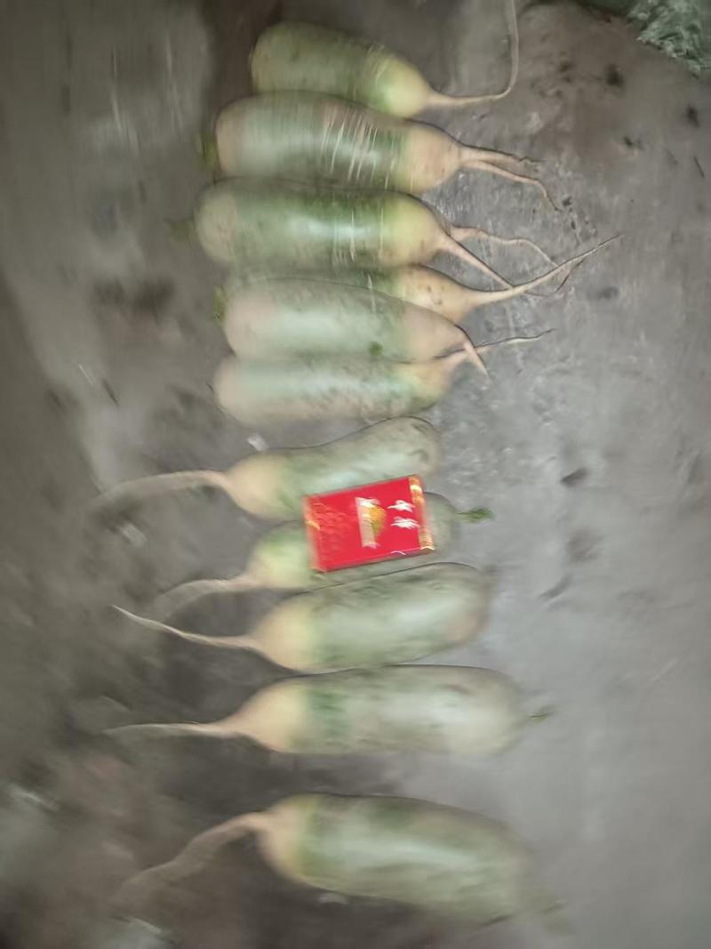 去年12月份入库的大棚萝卜，低价处理。我要存韩国萝卜。