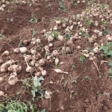 凉薯，贵州本地凉薯大量上市，新鲜采挖量大从优