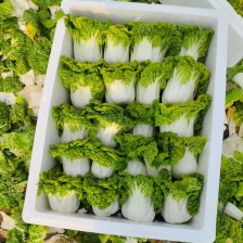 怀远县黄心菜 原产地一手货源对接 市场，电商，社区团购！