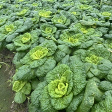 怀远县黄心菜 原产地一手货源对接 市场，电商，社区团购！