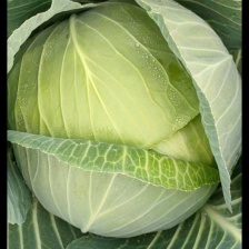 扁包，甘蓝精品产地，适合加工厂，超市，出口