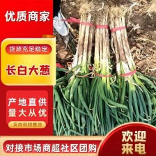 章丘大葱 自家种植的100亩大葱 没有中间商批发价