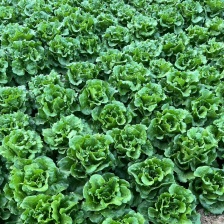 【精品】意大利生菜常年有货，代购代销 量大从优