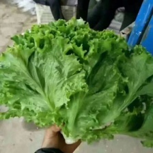 【精品】意大利生菜常年有货，代购代销 量大从优