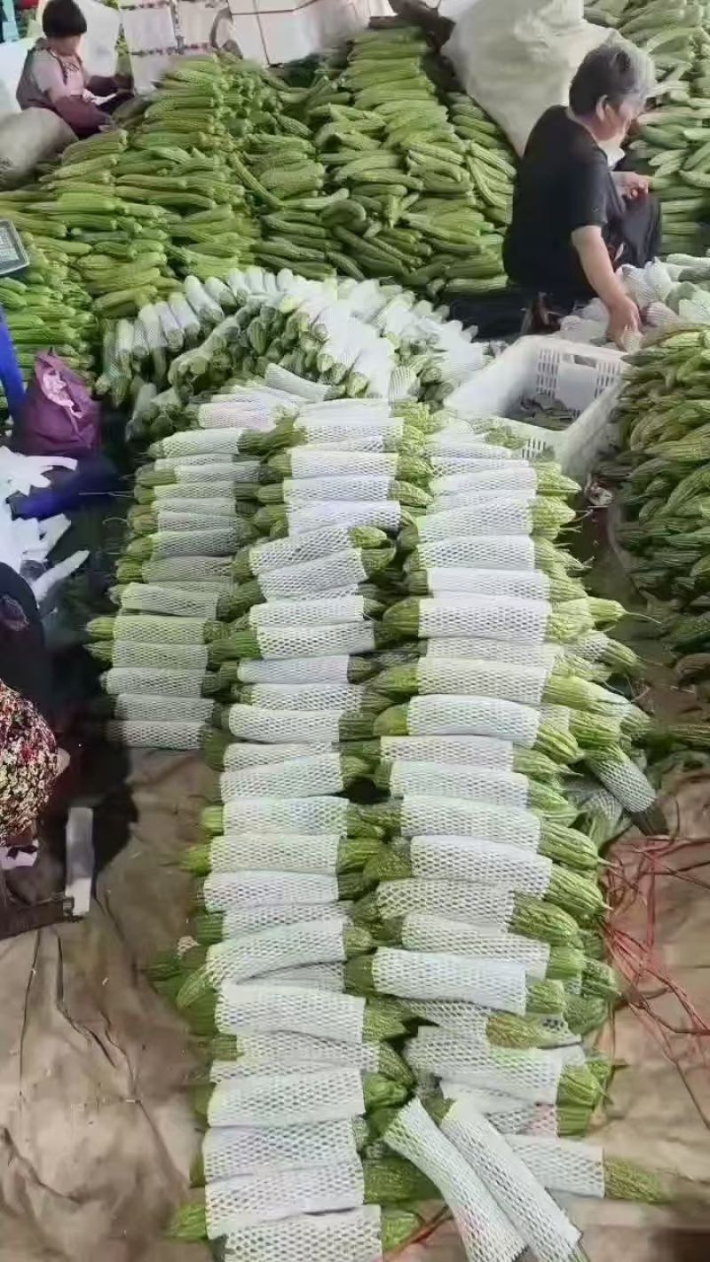 山东苦瓜油苦瓜产地大量供应，品质高口感好价格低，实力代办