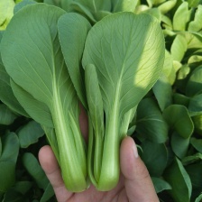 山东曹县 精品大棚 油菜 上海青、唐菜  产地直发，