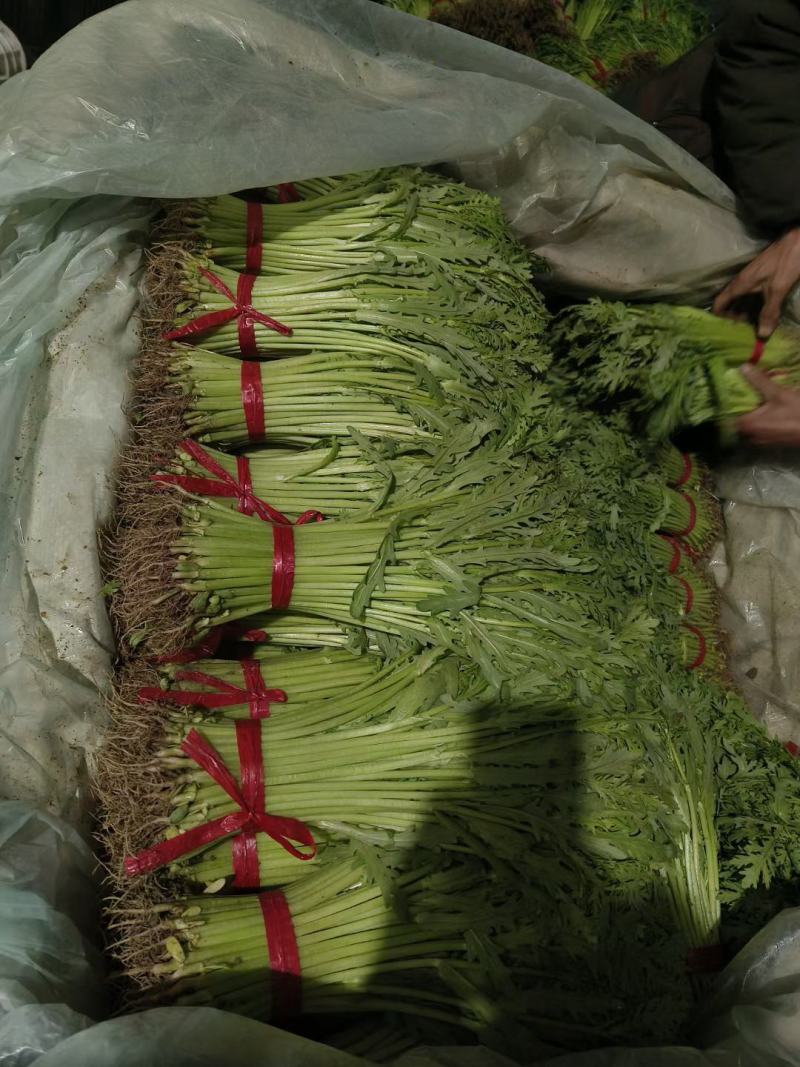 茼蒿 精品茼蒿菜 永年精菜供应承接商超社团供货代收代发