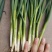 山东潍坊小香葱大量上市 一手货源 产地批发 诚信经营