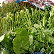 正品博白空心菜