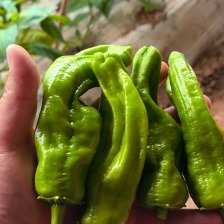 河北青椒大量上市 产地直发品质保证欢迎联系