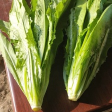 河北新联精品叶菜供应