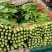 油麦菜 河北精品油麦菜 承接商超配货代发代加工全国市场